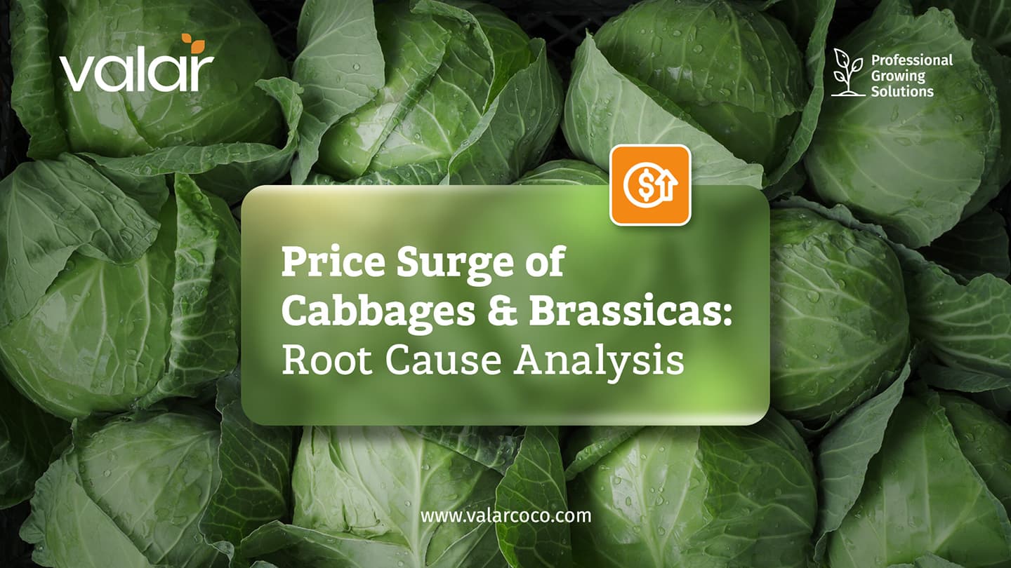 LinkedIn Articles images for Valar by Litmus branding